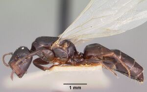 Camponotus papago casent0104681 profile 1.jpg