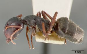 Camponotus planus castype00455-03 profile 1.jpg