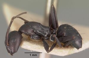 Camponotus quadrimaculatus opacatus casent0102434 profile 1.jpg