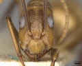 Camponotus ulei casent0910672 h 1 high.jpg