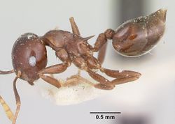 Crematogaster hova casent0101804 profile 1.jpg