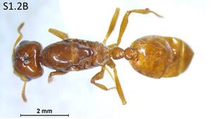 Crematogaster linsenmairi F1.2B.jpg