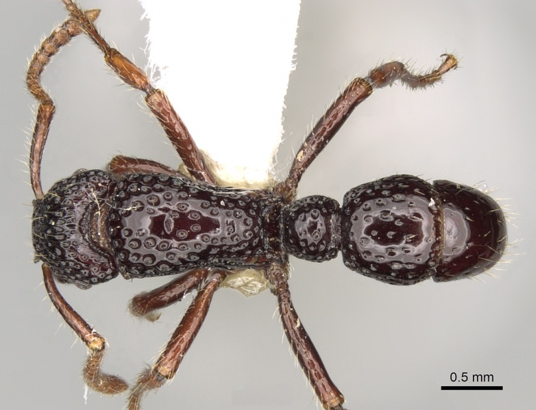 File:Gnamptogenys ortostoma casent0281844 d 1 high.jpg