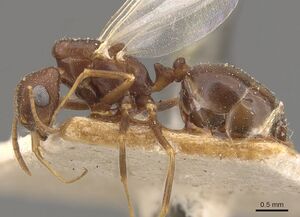 Monomorium santschii casent0908780 p 1 high.jpg