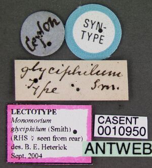 Monomorium subopacum casent0010950 label 1.jpg