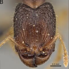 Pheidole avaratra F48b.jpg