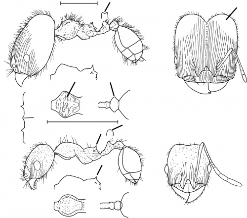 Pheidole carrolli Wilson 2003.jpg