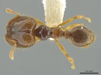 Pheidole imbrilis CASENT0637137 d.jpg