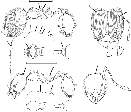 Pheidole teneriffana Wilson 2003.jpg