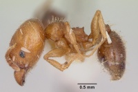 Pheidole tetra casent0103153 profile 1.jpg