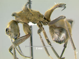 Polyrhachis-ypsilonL1.25x.jpg