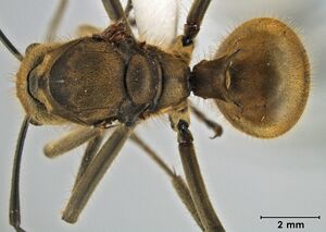 Polyrhachis ypsilon queen top.jpg