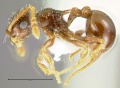 Pristomyrmex-divisusL5x.jpg