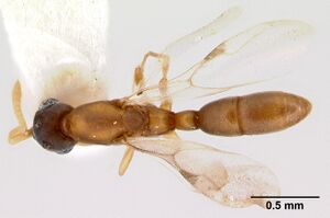 Probolomyrmex latalongus CASENT0217323 D.jpg