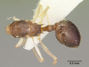 Temnothorax liviae casent0102699 d 1 high.jpg