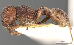 Tetramorium galoasanum casent0901178 p 1 high.jpg