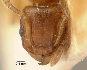 Tetramorium sikorae casent0101144 head 1.jpg