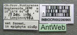 Camponotus cuneidorsus inbiocri002280965 label 1.jpg