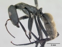 Camponotus depressus casent0173410 profile 1.jpg