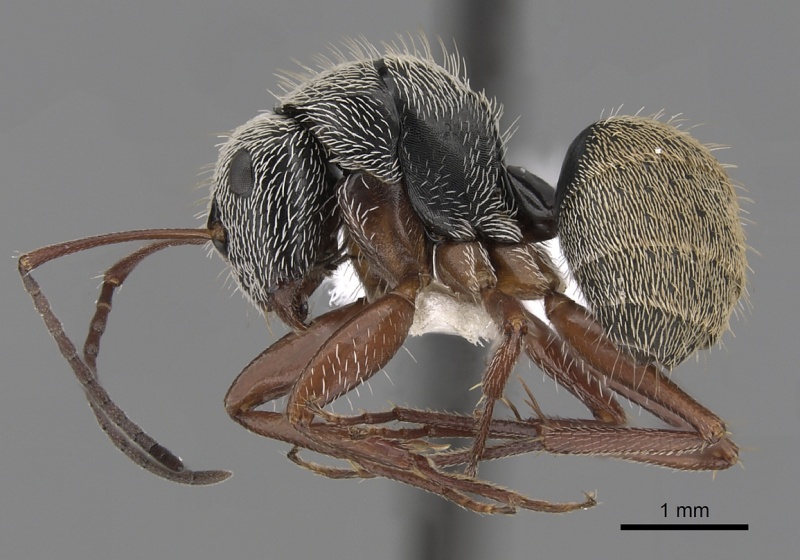 File:Camponotus thysanopus casent0280087 p 1 high.jpg