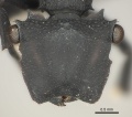 Cephalotes opacus H casent0217839.jpg