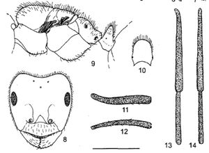 Lasius fuji figs 8-14.jpg