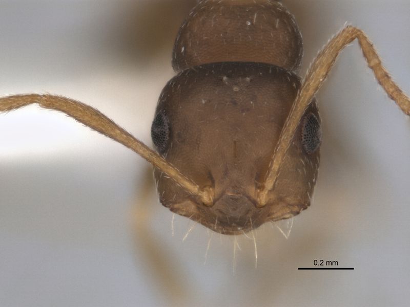 File:Melophorus latinotus minor head JDM32-002004.jpg