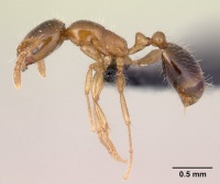 Monomorium latinode casent0132440 profile 1.jpg