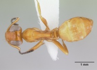 Opisthopsis manni casent0178501 dorsal 1.jpg