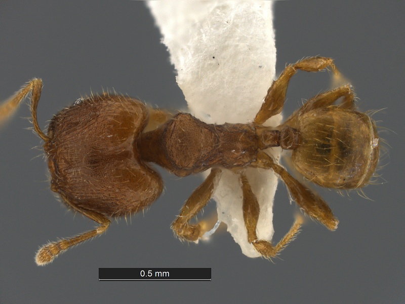 File:Pheidole-flavens-MCZ001D.jpg