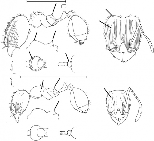 File:Pheidole nana Wilson 2003.jpg