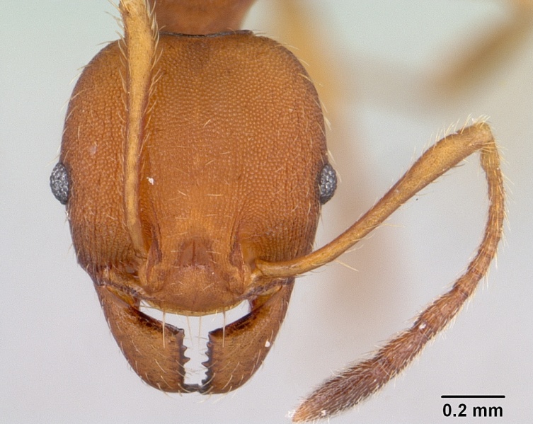 File:Pheidole tristis casent0178062 head 1.jpg