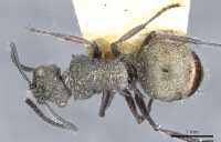 Polyrhachis heinlethii casent0903347 d 1 high.jpg