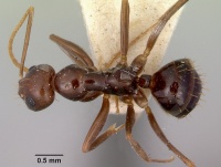 Prolasius formicoides casent0172166 dorsal 1.jpg