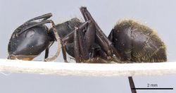 Camponotus chyrusurs securifer casent0905447 p 1 high.jpg