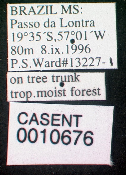 File:Cephalotes atratus casent0010676 label 1.jpg