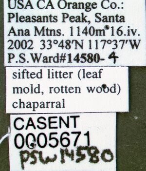 Crematogaster mormonum casent0005671 label 1.jpg