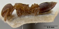 Crematogaster petiolidens casent0193952 p 1 high.jpg