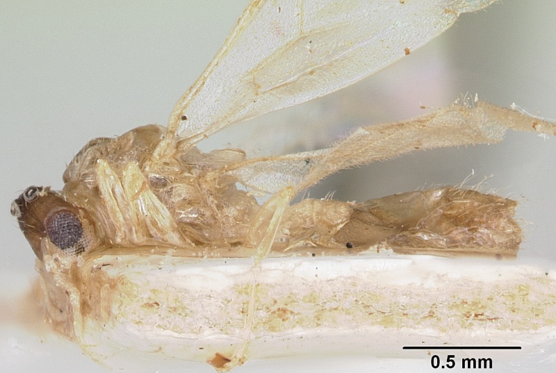 File:Crematogaster rasoherinae casent0101617 profile 1.jpg