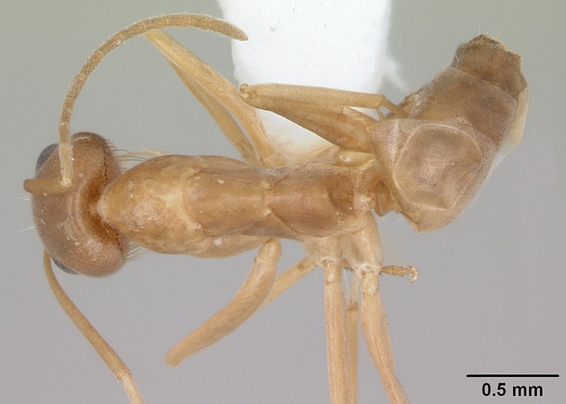 File:Dorymyrmex exsanguis casent0173847 dorsal 1.jpg