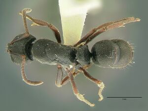 Ectomomyrmex aciculatus had.jpg