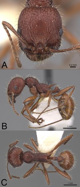 File:Johnson, R.A., Borowiec, M.L. et al. 2022. A taxonomic revision and a review of the biology of the North American seed-harvester ant genus Veromessor (10.11646@zootaxa.5206.1.1), Fig. 2.jpg