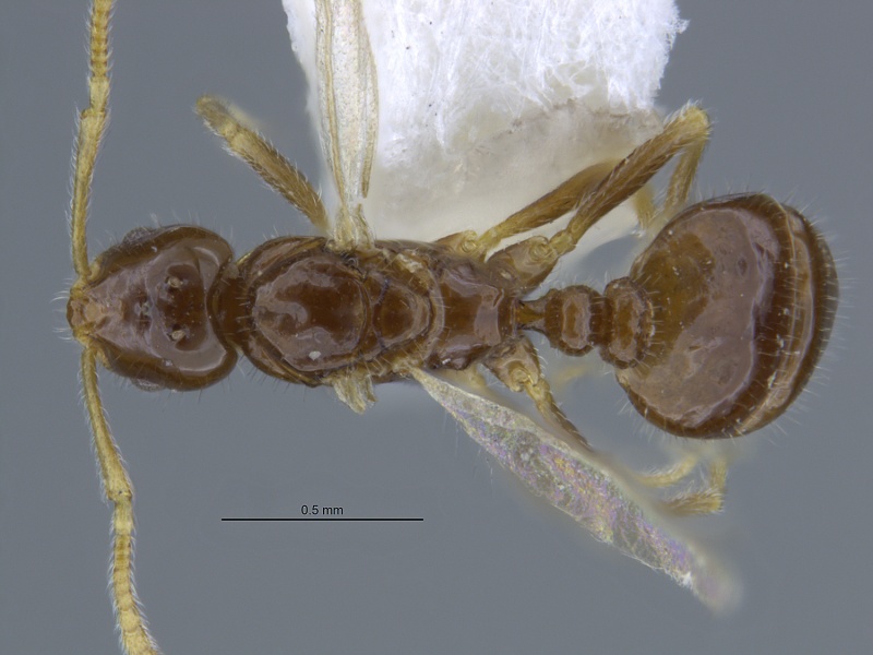 File:MCZ-ENT00032615 Monomorium talbotae hada.jpg