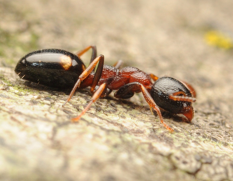 File:Michal Kukla Dolichoderus quadripunctatus.jpg