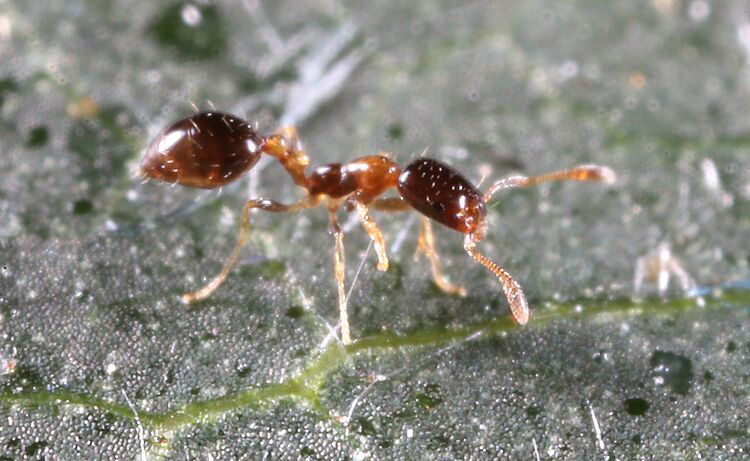 Monomorium floricola - AntWiki