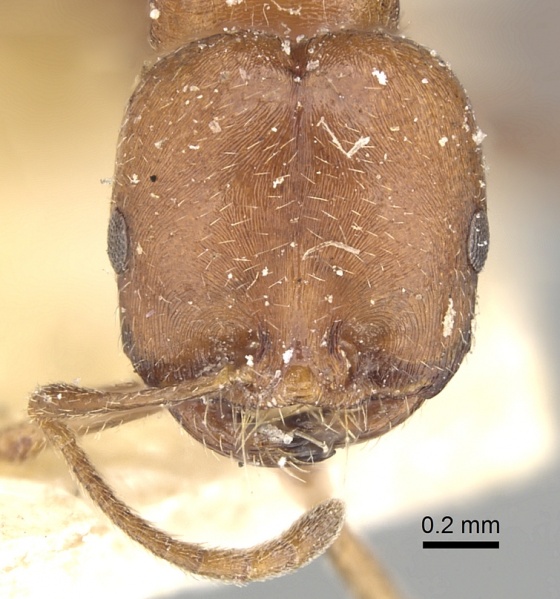 File:Monomorium lameerei casent0249870 h 1 high.jpg