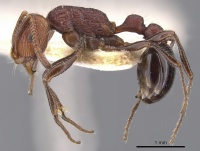 Monomorium longinode casent0902313 p 1 high.jpg