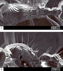 Myrmecina longiseta F28ab.jpg