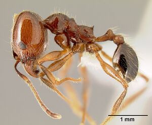 Pheidole gymnoceras inb0003659251 p 1 high.jpg