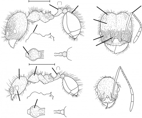 Pheidole roushae Wilson 2003.jpg